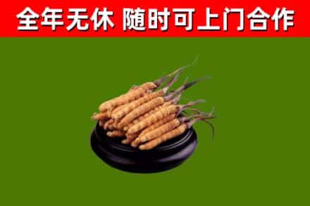 静海烟酒回收冬虫夏草.jpg
